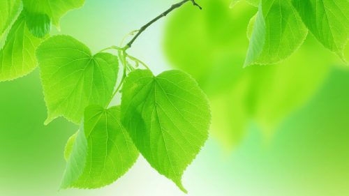Beautiful Nature Wallpaper in Widescreen with Green Summer Trees