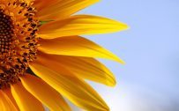 Beautiful Nature Wallpaper with Perfect Sunflower Photo in Close-Up