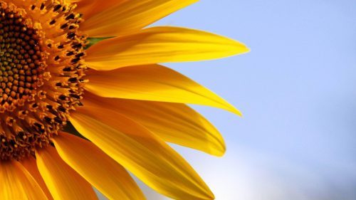 Beautiful Nature Wallpaper with Perfect Sunflower Photo in Close-Up