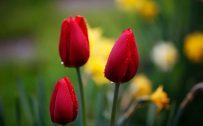 Cool Desktop Wallpapers with Red Tulips Flower