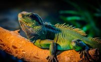 Free Animal Pictures to Download with Colorful Male Iguana in Close-Up