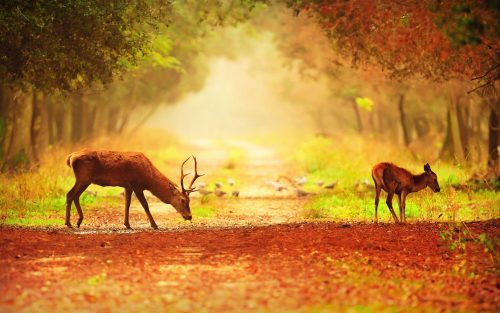 Free Couple Deer Pictures Download 2560x1600