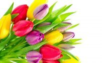 Free Download Beautiful Nature Wallpaper for PC Desktop with Colorful Tulips