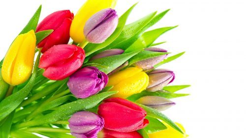Free Download Beautiful Nature Wallpaper for PC Desktop with Colorful Tulips
