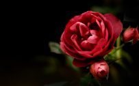 Full HD Love Wallpaper with Red Rose and Dark Background