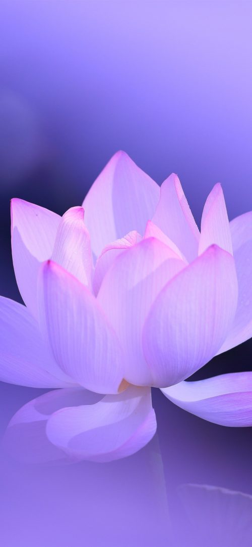 Lotus Flower Picture in High Resolution for Mobile Phones Wallpaper