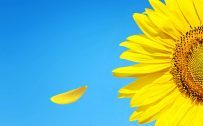Nature HD Wallpaper of Sunflower with Blue Sky - Symbol of Summer