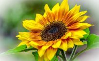 Nature HD Wallpaper of Sunflower with Green Leaves Symbol of Adore