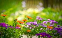Free Nature Wallpaper with Colorful Flower Garden