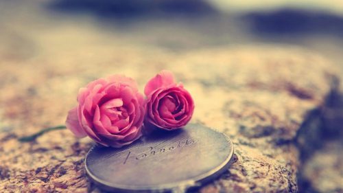 Full HD love wallpaper with Two Roses and Coin