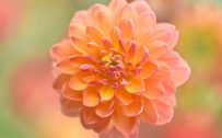 Orange Dahlia Close Up Picture as HD Wallpaper