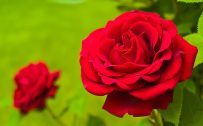 Red Rose Flower Picture and Meaning - Nature Wallpaper in Large Size