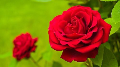 Red Rose Flower Picture and Meaning - Nature Wallpaper in Large Size