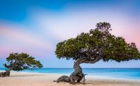 Beautiful Nature Picture of Divi-divi Tree in Eagle Beach Aruba