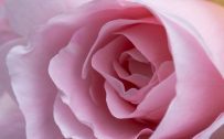 Macro Photo of Fresh Pink Rose Flower for Smartphone Background