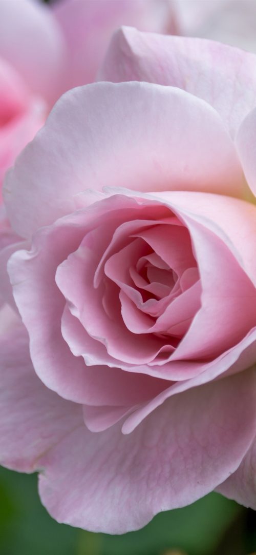 Macro Photo of Fresh Pink Rose Flower for Smartphone Background