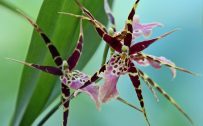 Miltassia Orchids Picture 4K Ultra HD Wallpaper