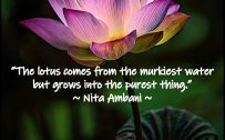 Inspiring Pictures of Lotus Flower with Quotes for Wallpaper