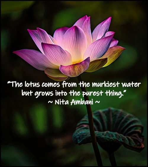 Inspiring Pictures of Lotus Flower with Quotes for Wallpaper