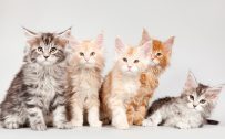 Picture of Five Kittens of Maine Coon Cat Breed