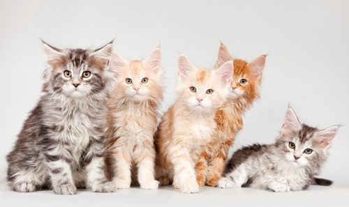 Picture of Five Kittens of Maine Coon Cat Breed