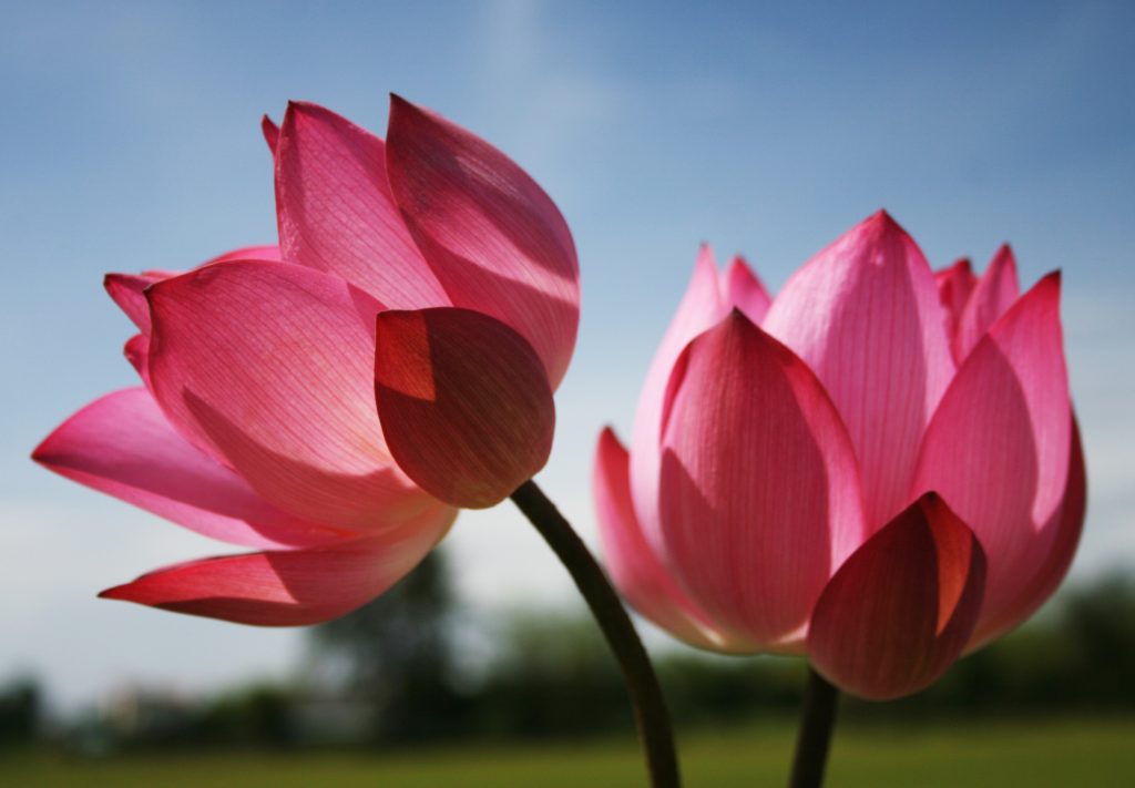 Images of Flowers with Pink Lotus Flower for Beautiful Nature Wallpaper ...