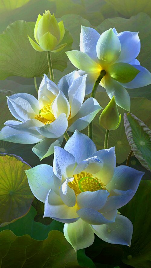 Lotus Flower Wallpaper For Samsung Galaxy J7 Prime Background Hd Wallpapers High Resolution - Lotus Flower Wallpaper For Walls