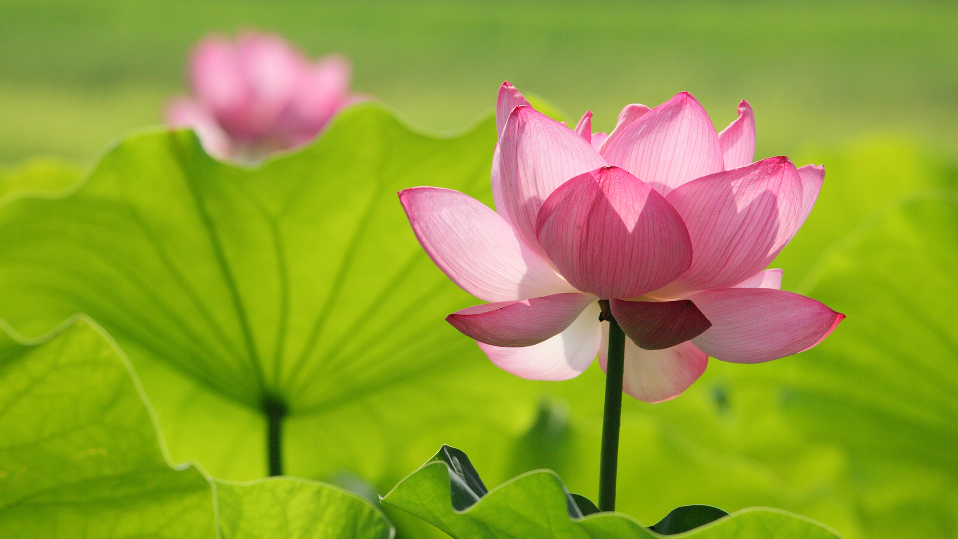 HD Wallpaper with Pink Lotus Flower in Green Background - HD Wallpapers ...