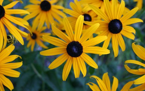 Yellow Flowered Wallpaper with Black Eyed Susan Flower - HD Wallpapers ...