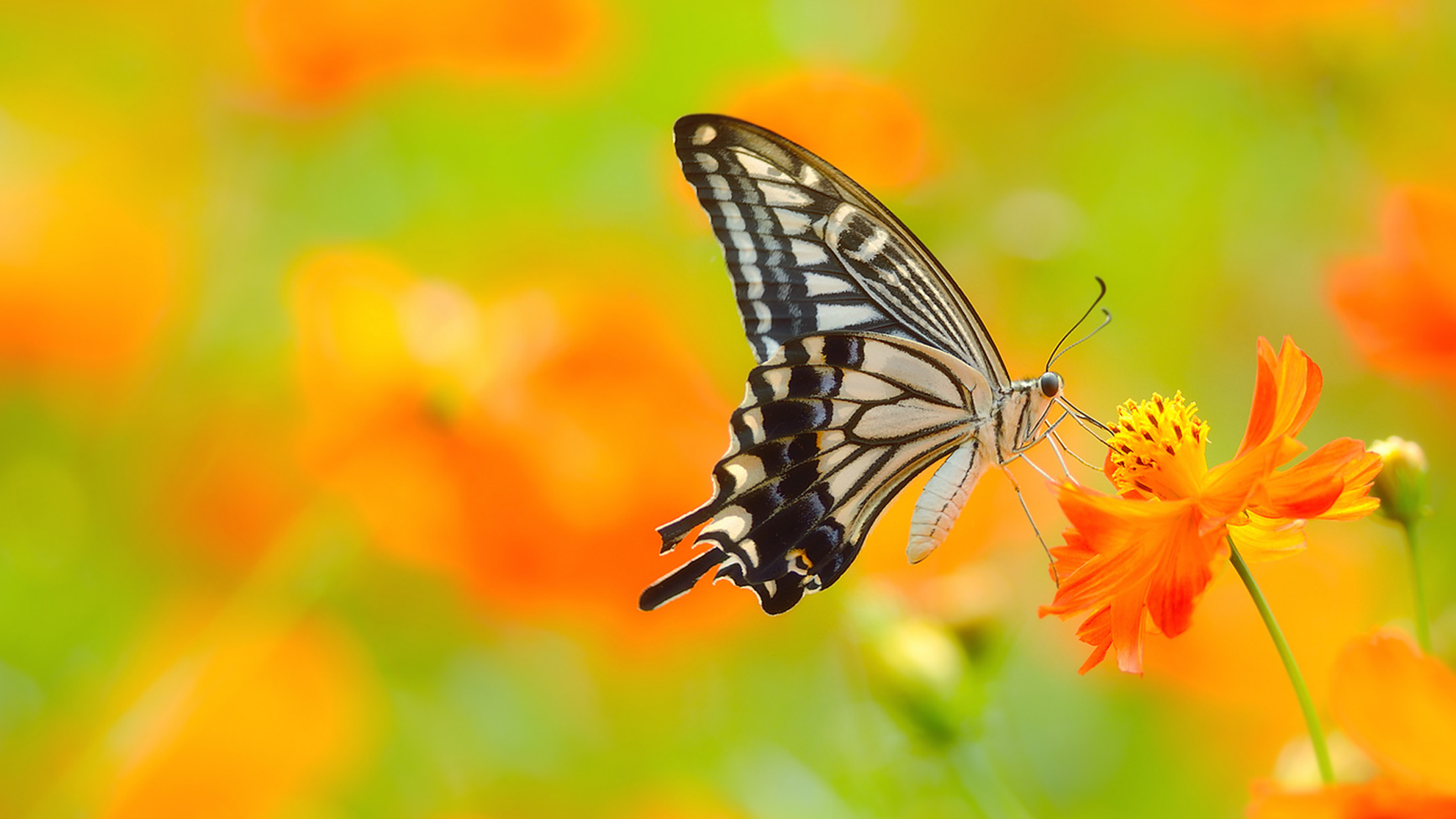 Picture of Butterfly On Flower in 4K Ultra HD Resolution ...