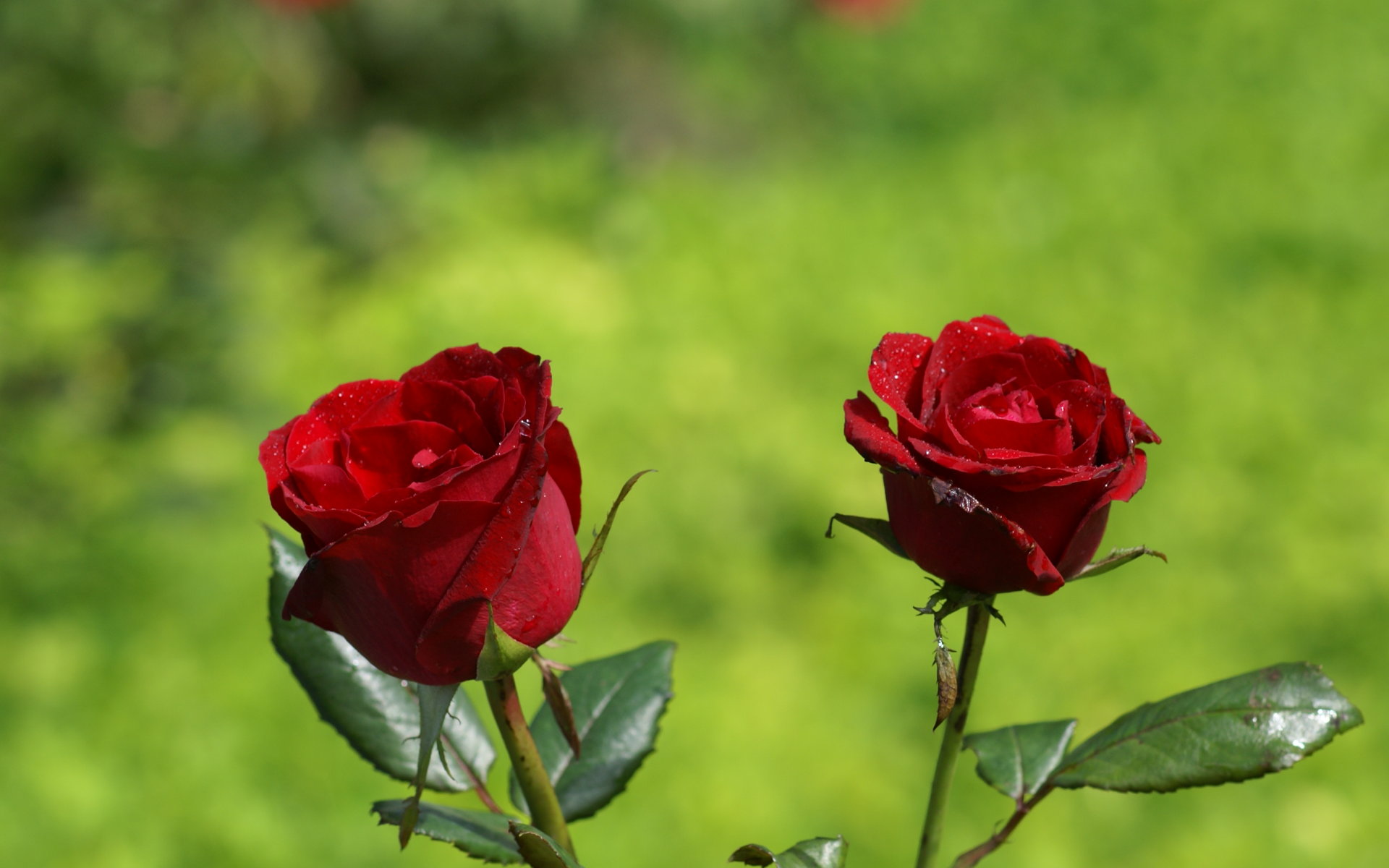 Pictures of Two Red Roses Flowers for Wallpaper - HD Wallpapers ...