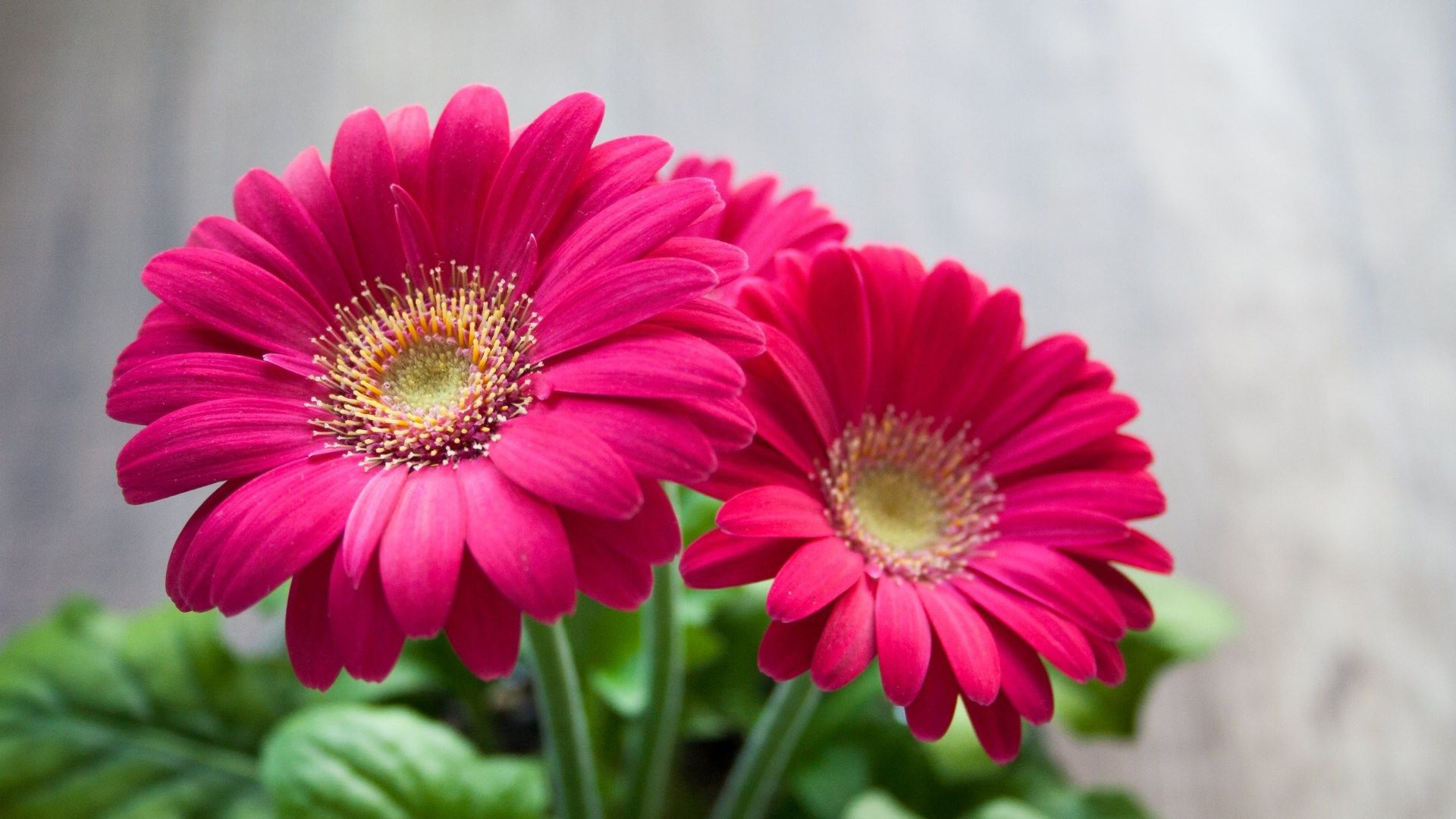 Best HD Wallpapers for Laptop 1080p with Pink Daisy Flower Images - HD ...