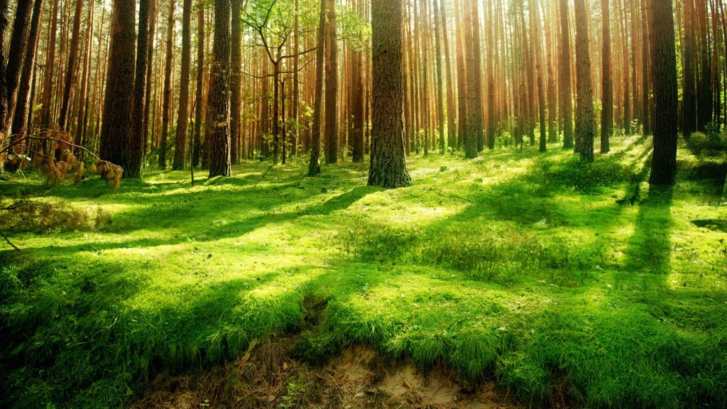 Forest HD Wallpaper with Green Grass - HD Wallpapers | Wallpapers ...