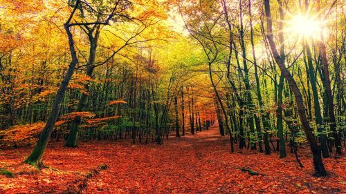 Nature Wallpaper of Colorful Autumn Forest in High Resolution - HD ...